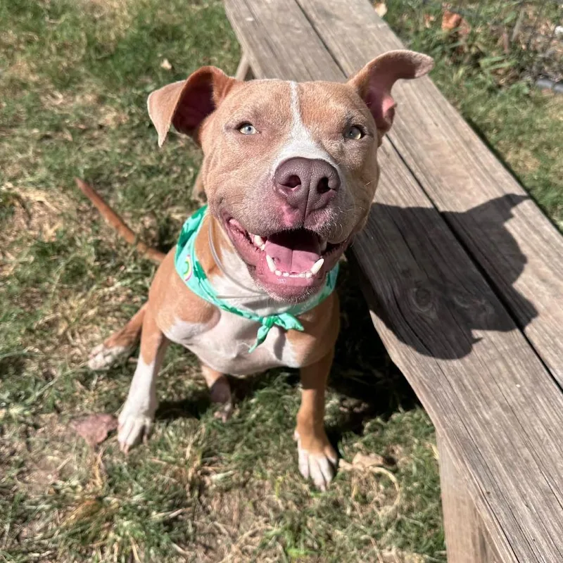 An adult medium-sized male Yellow / Tan / Blond / Fawn American Staffordshire Terrier dog named Donnie for adoption in Pittsburgh, PA