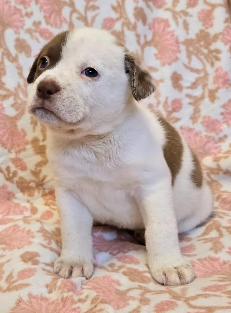 Bumblebee thumbnail 3