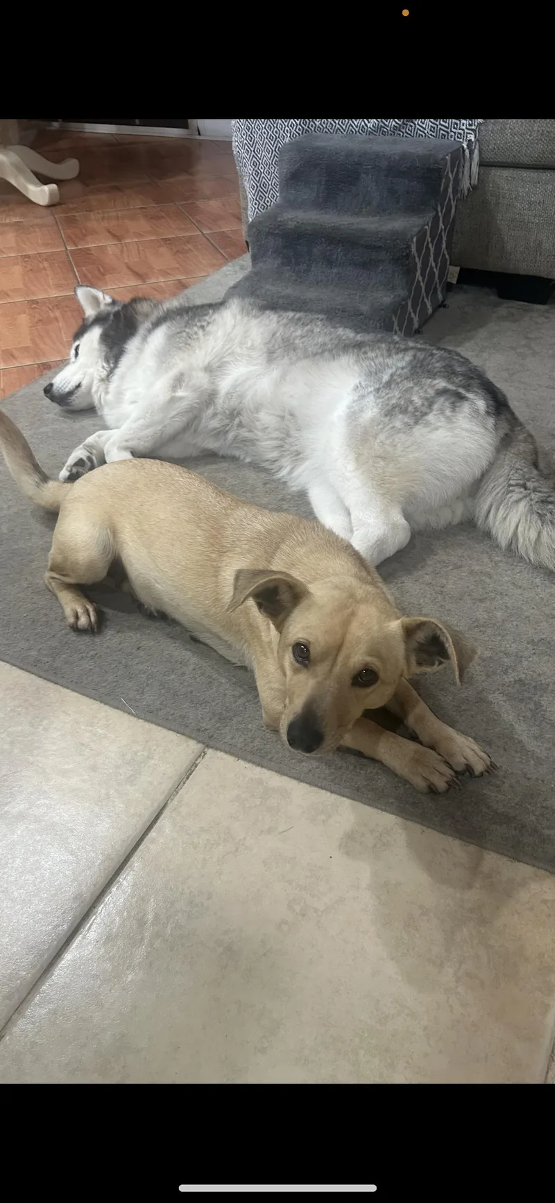 A young small-sized female Golden Dachshund dog named Lucy for adoption in Hamden, CT