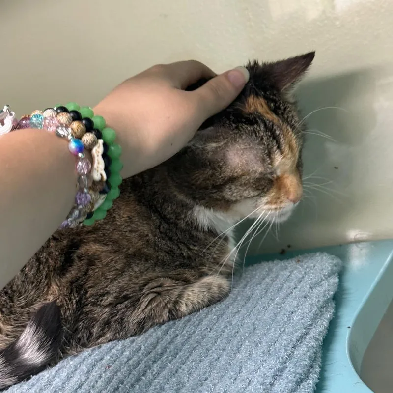 A senior medium-sized female Calico Domestic Short Hair cat named Sundae for adoption in Lauderhill, FL