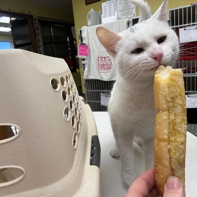An adult medium-sized female White Domestic Short Hair cat named Sabre for adoption in Hamburg, NY