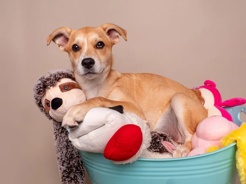 A baby medium-sized female Australian Shepherd dog named My Little Pony for adoption in Palo Alto, CA