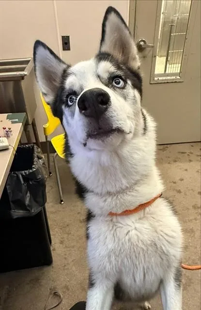 Handsome