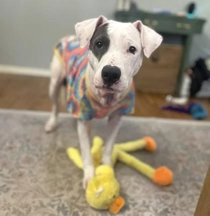 An adult large-sized female Pit Bull Terrier dog named Misty for adoption in Seattle, WA
