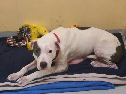 An adult large-sized female Pit Bull Terrier dog named Misty for adoption in Seattle, WA