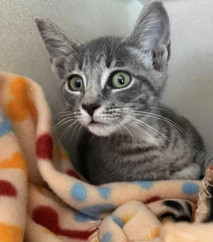A baby small-sized female White Domestic Short Hair cat named Sincere for adoption in Salem, NH