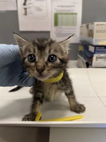 A baby small-sized female Domestic Short Hair cat named (YELLOW) for adoption in San Martin, CA