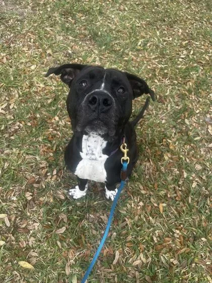 An adult medium-sized male Mixed Breed dog named Rambo for adoption in Vero Beach, FL