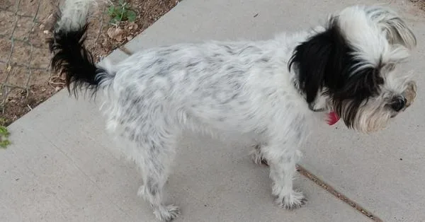 An adult small-sized female Schnauzer dog named Buffy for adoption in Fort Lupton, CO