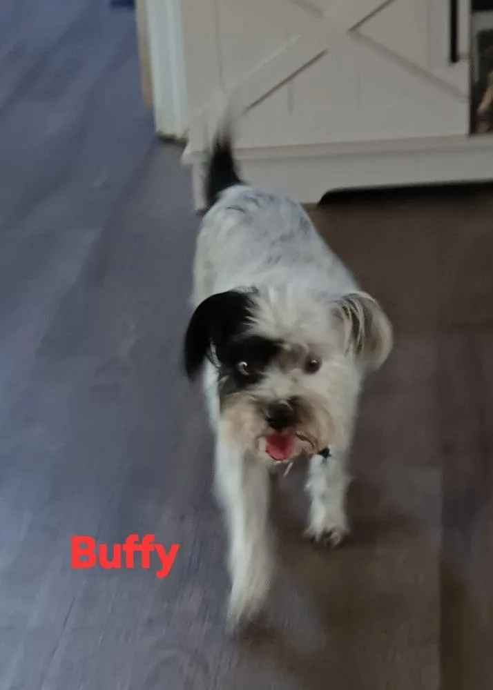 Buffy thumbnail 2
