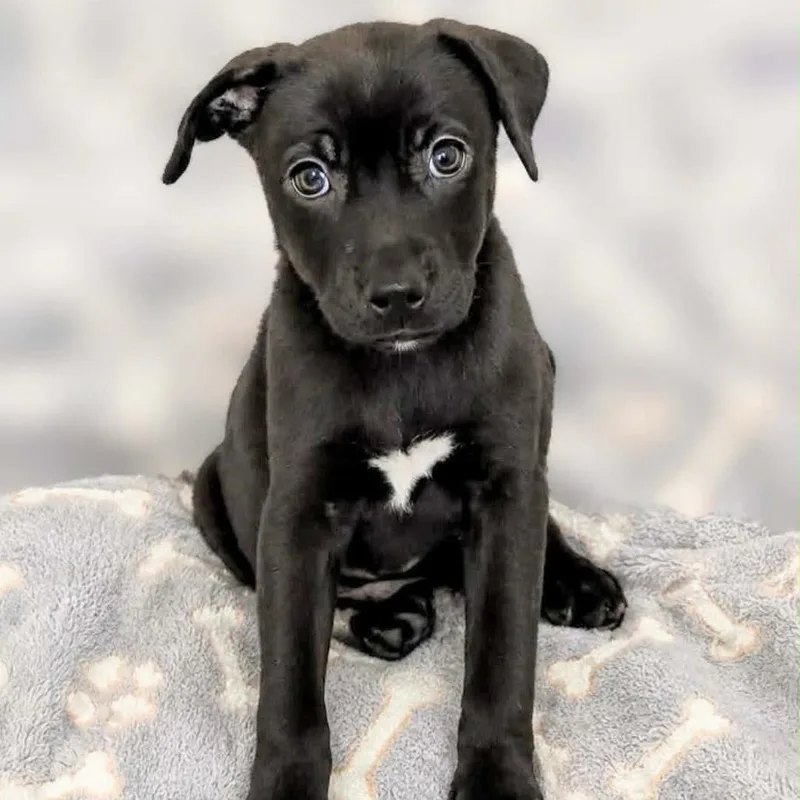 A baby large-sized male Black Labrador Retriever dog named Shilo for adoption in Griswold, CT