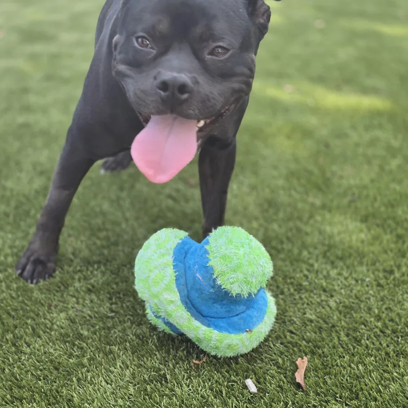 An adult medium-sized male Black American Staffordshire Terrier dog named Pumpernickel for adoption in Bristol, RI