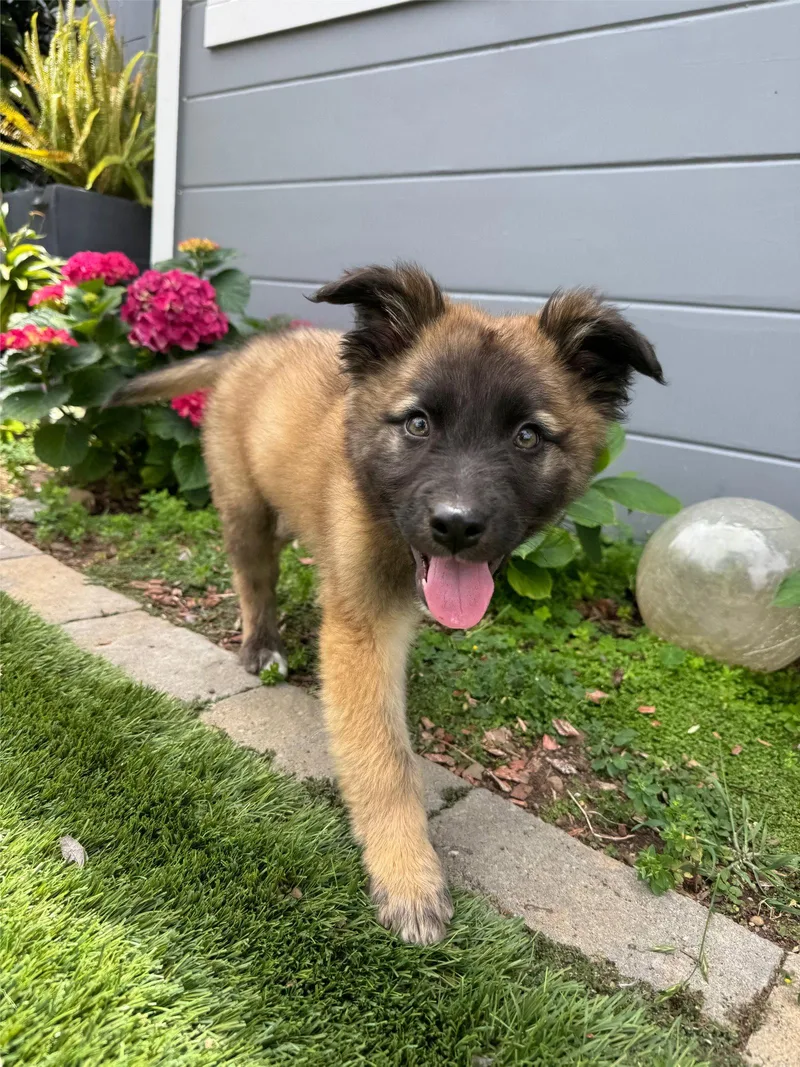 A young large-sized male Shepherd dog named Pistachio for adoption in Sunnyvale, CA