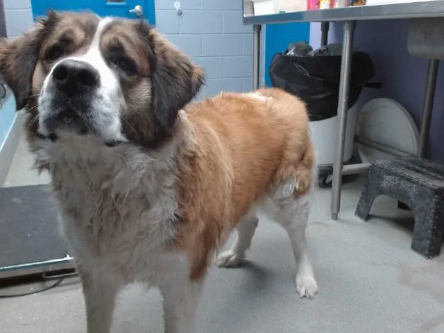A young large-sized female Saint Bernard dog named Acate for adoption in Albuquerque, NM