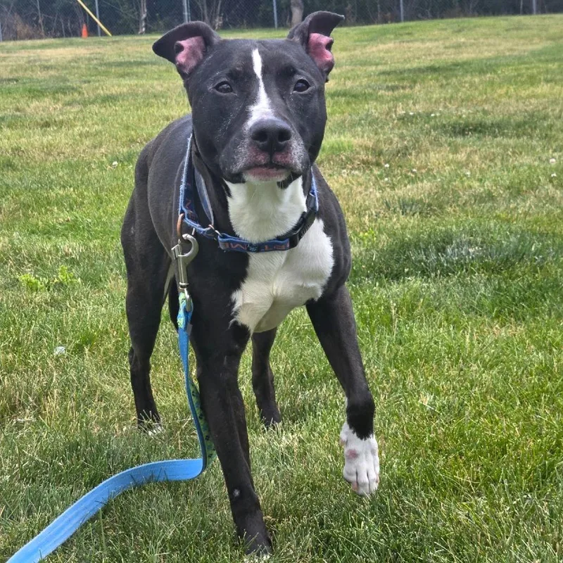 A senior medium-sized female Black Pit Bull Terrier dog named Bella for adoption in Champaign, IL