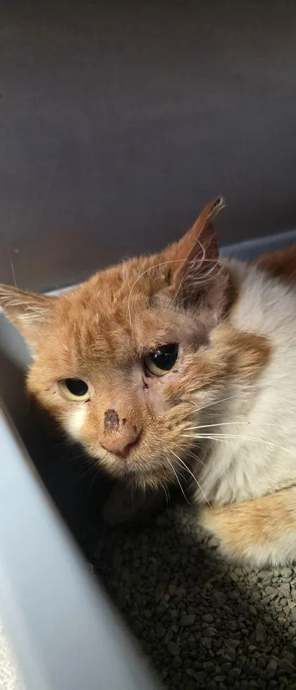 An adult small-sized male Domestic Short Hair cat named Laszlo for adoption in Shawano, WI