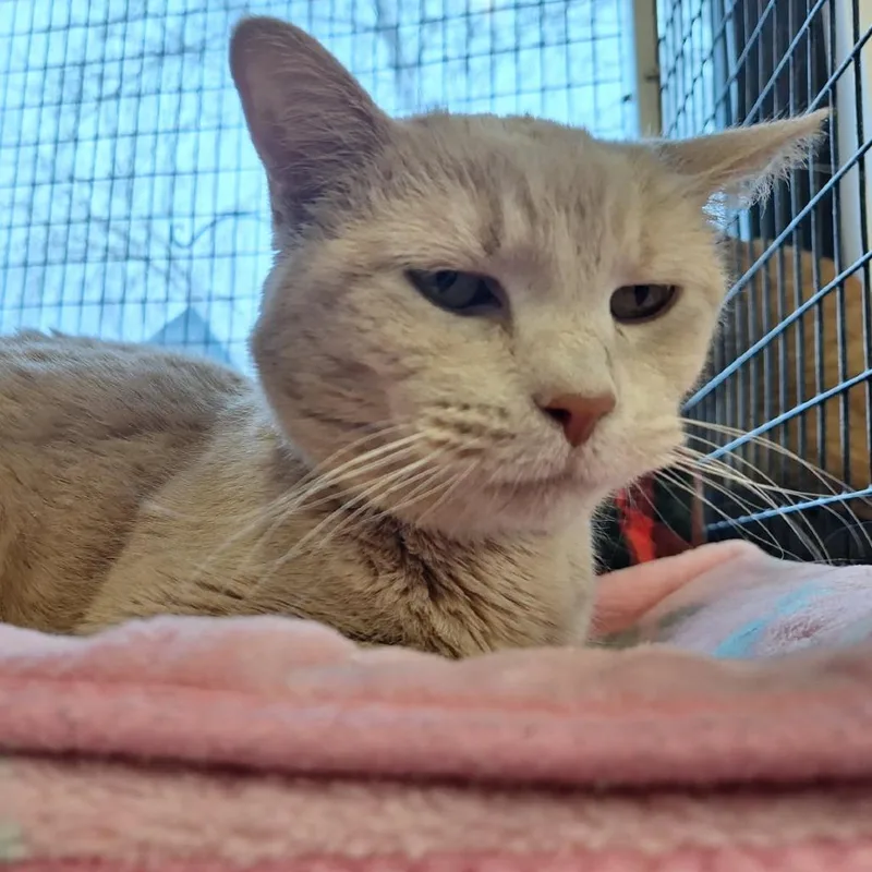 A senior large-sized female Buff / Tan / Fawn Domestic Short Hair cat named Bingo for adoption in Albert Lea, MN