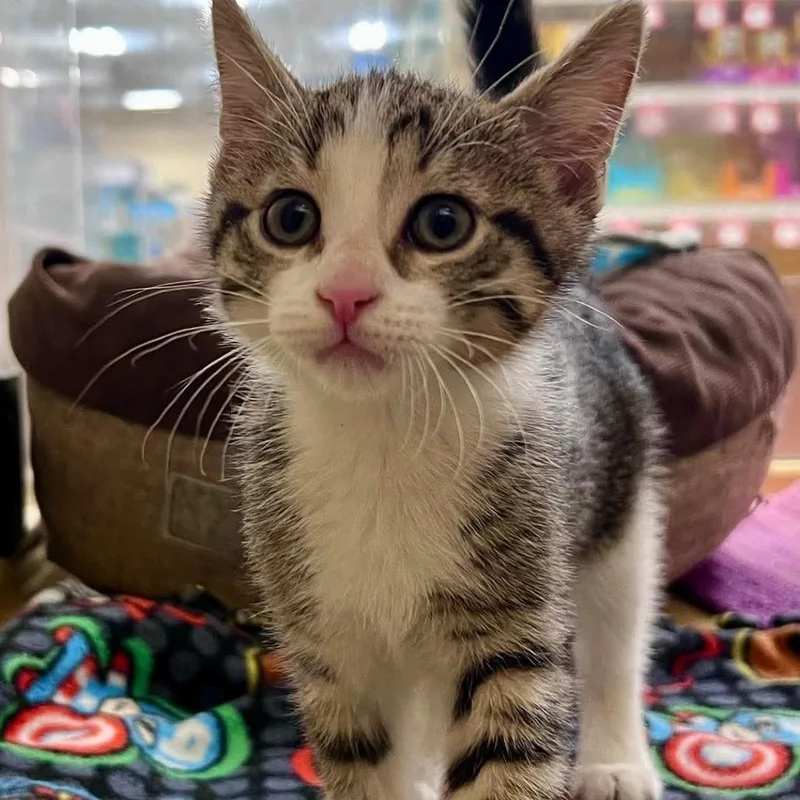 A baby small-sized female Brown / Chocolate Domestic Short Hair cat named Buttermilk for adoption in Chicago, IL