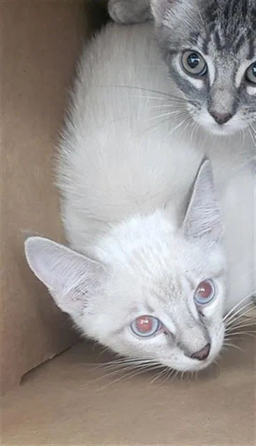 A baby medium-sized male Domestic Long Hair cat named Fernando for adoption in Dallas, TX