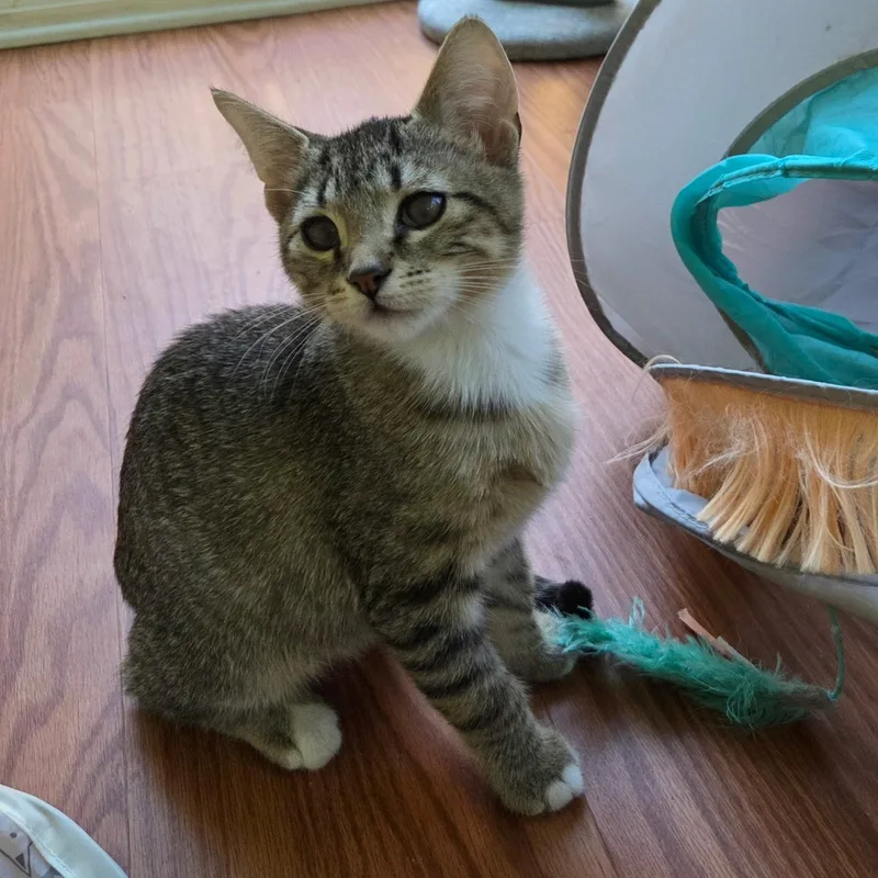 A baby medium-sized male Tabby (Brown / Chocolate) Domestic Short Hair cat named Kenny for adoption in Sewell, NJ