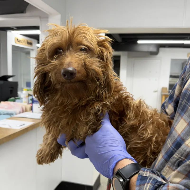 A young small-sized male Brown / Chocolate Wirehaired Dachshund dog named Caramel Toffee for adoption in Blue Springs, MO
