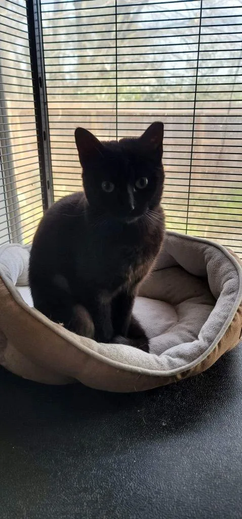 An adult medium-sized female Domestic Short Hair cat named Truffles for adoption in Spring, TX