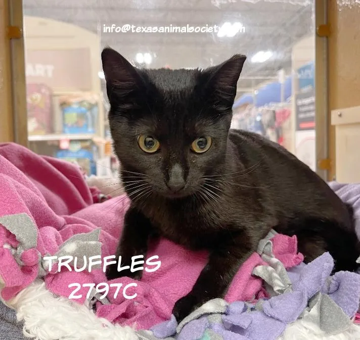 Truffles thumbnail 3
