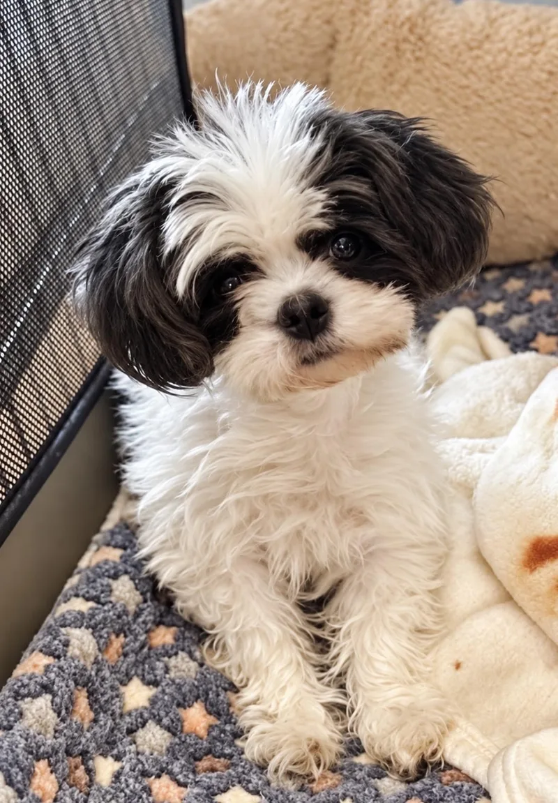 A senior small-sized female Shih Tzu dog named Misty for adoption in Grand Prairie, TX