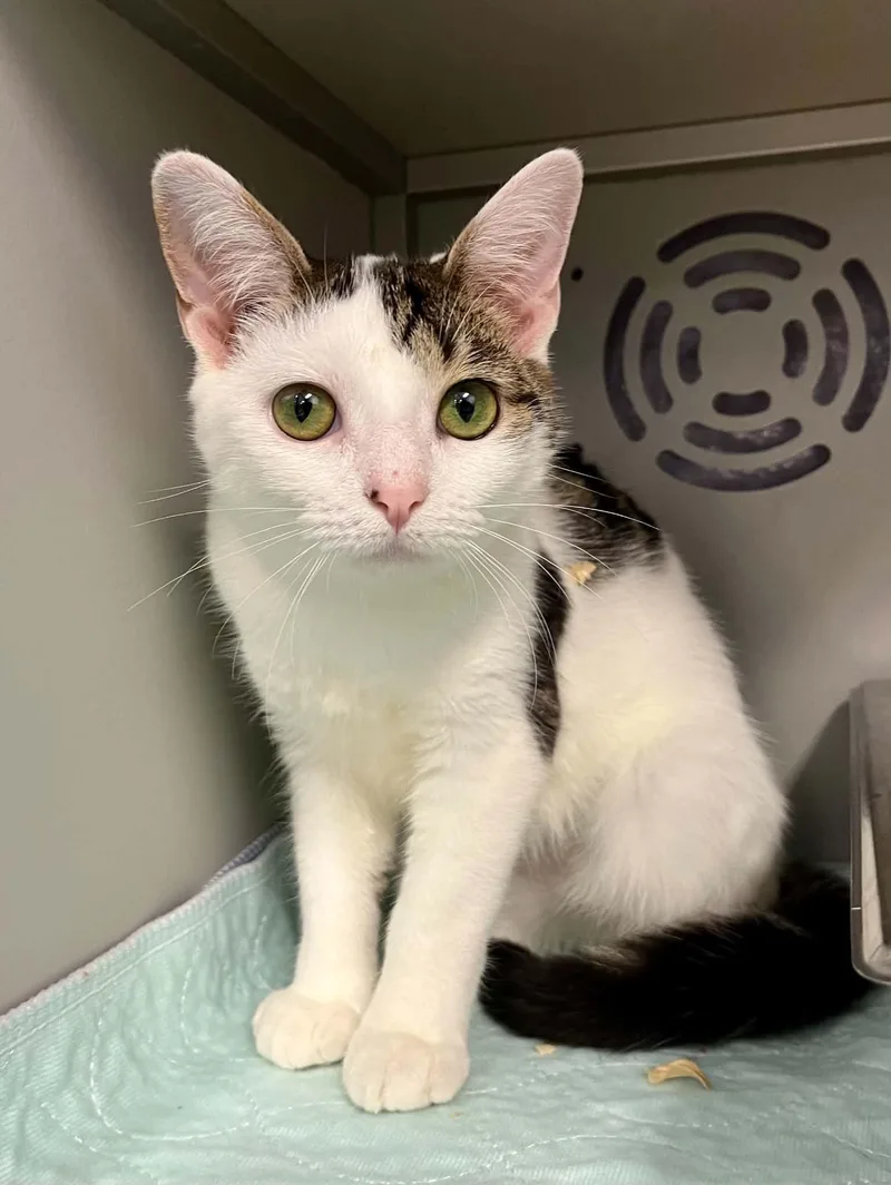 A young medium-sized female Domestic Short Hair cat named Catniss Everclean for adoption in Moundsville, WV