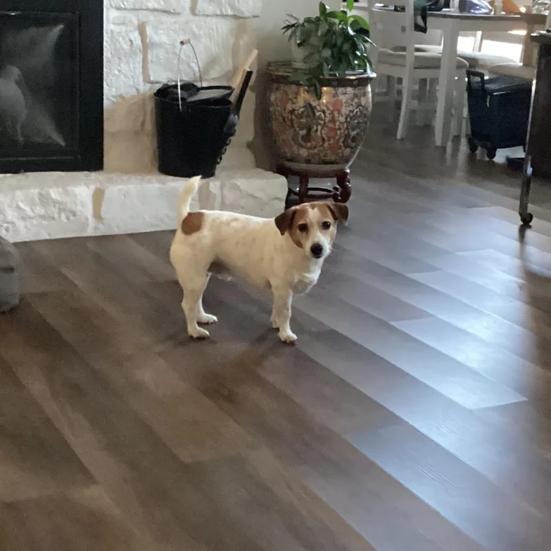 A senior small-sized male Jack Russell Terrier dog named Zack for adoption in Tulsa, OK