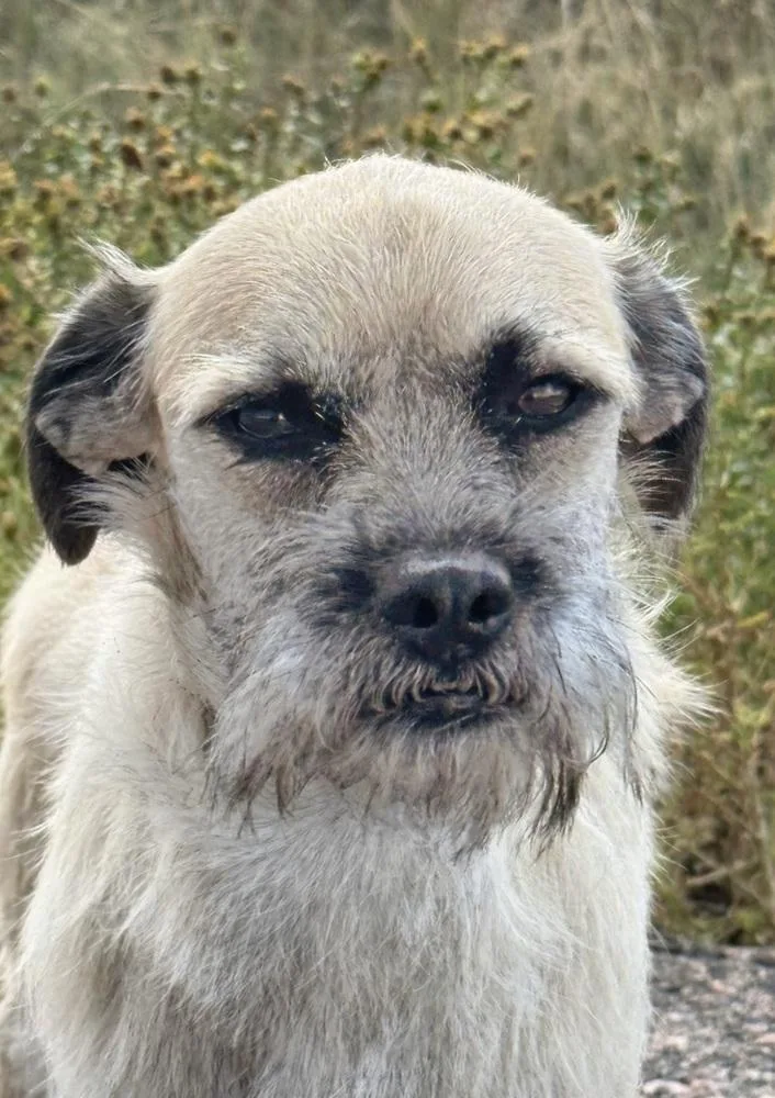 An adult small-sized male Border Terrier dog named Sir Charles for adoption in Littleton, CO