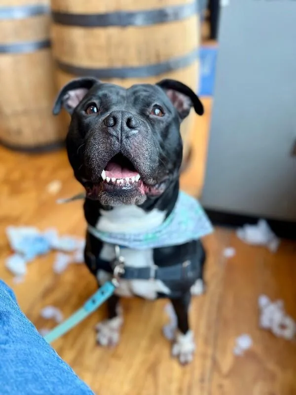 An adult large-sized male Black Mixed Breed dog named Shamu for adoption in Cincinnati, OH