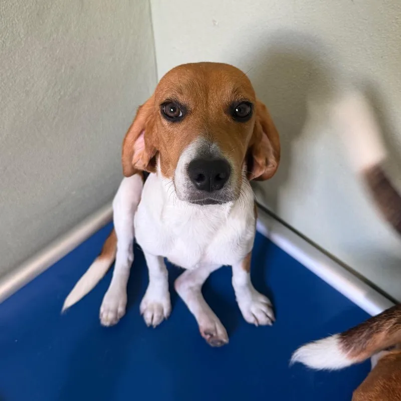 A young small-sized female Brown / Chocolate Beagle dog named Yas for adoption in LOXAHATCHEE, FL