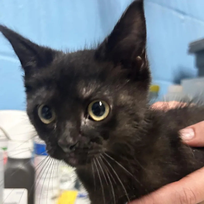 A baby small-sized female Black Domestic Short Hair cat named Abigail for adoption in Newport, NC