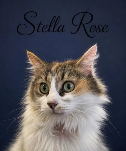 An adult medium-sized female Domestic Long Hair cat named Stella Rose for adoption in West Memphis, AR