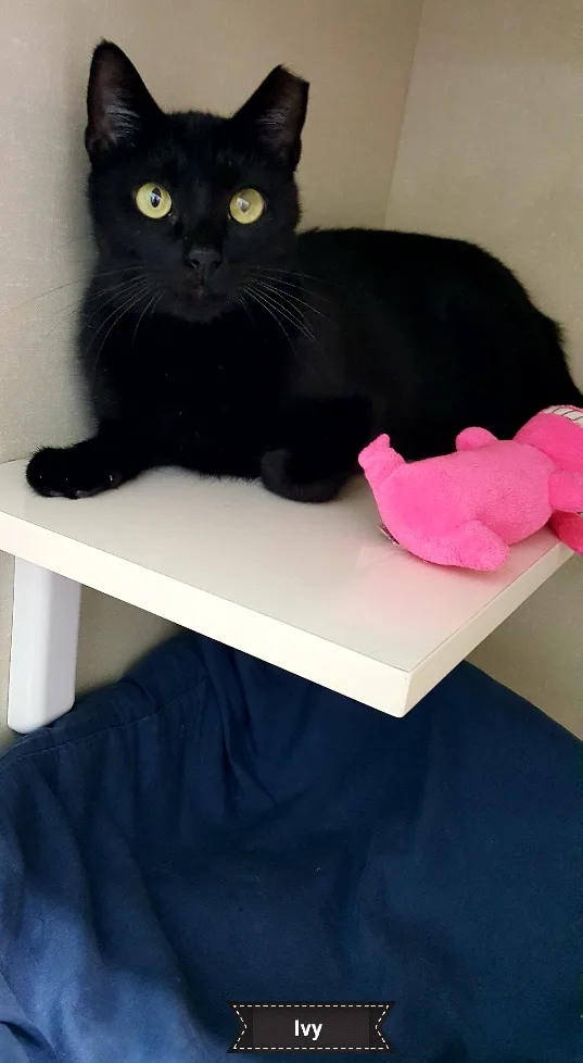 An adult medium-sized female Domestic Short Hair cat named Ivy for adoption in Key Largo, FL