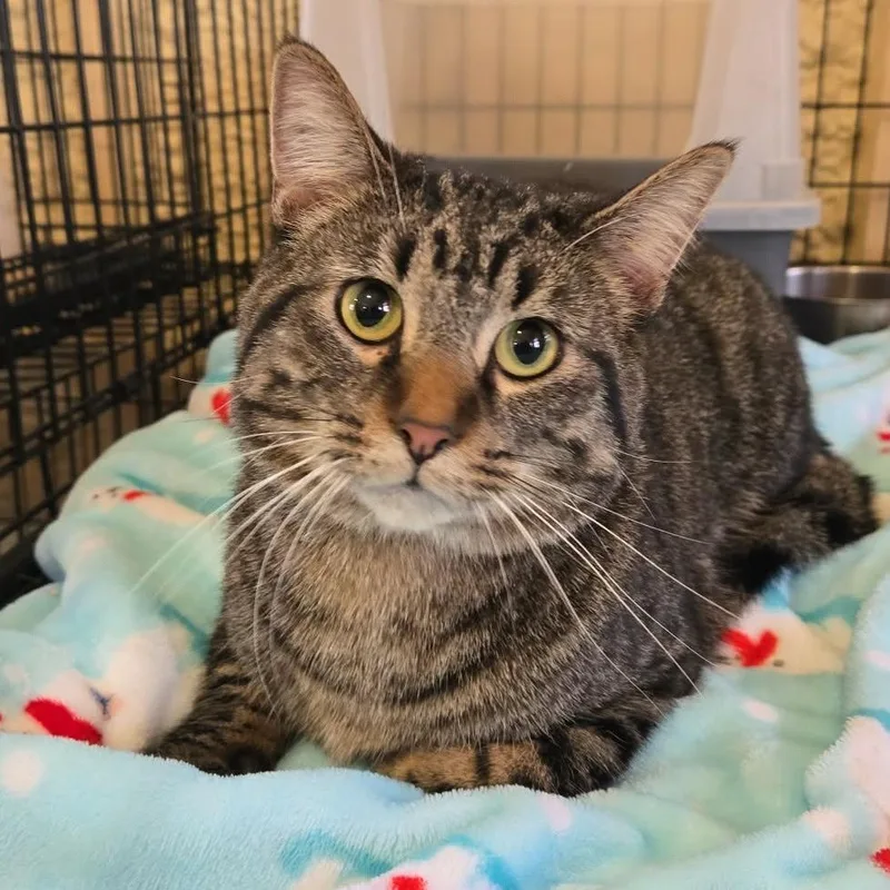 An adult large-sized male Brown / Chocolate Domestic Short Hair cat named Achilles for adoption in Park Falls, WI