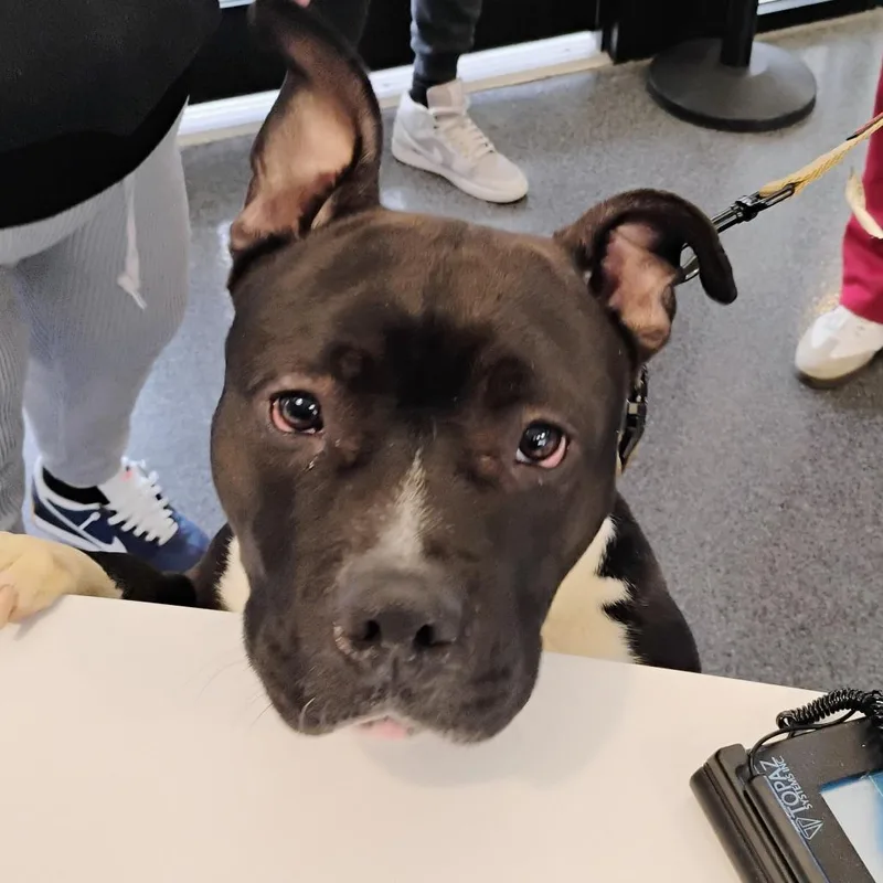 An adult medium-sized male Black Mixed Breed dog named Pumbaa for adoption in Allentown, PA