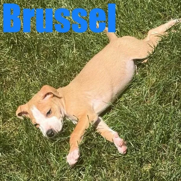 Brussel