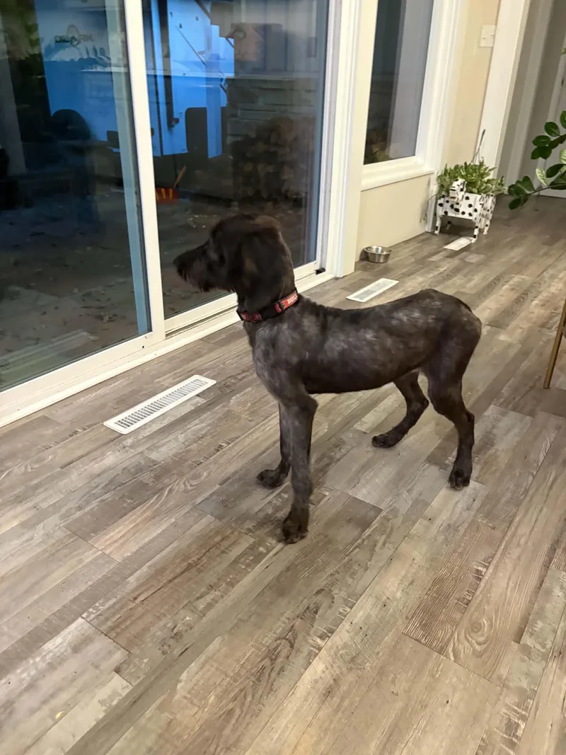 A baby medium-sized female Black Labradoodle dog named Maggie Moo for adoption in Jesup, GA