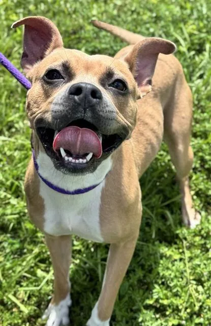 An adult large-sized female American Staffordshire Terrier dog named Mary Puppins for adoption in Fort Lauderdale, FL