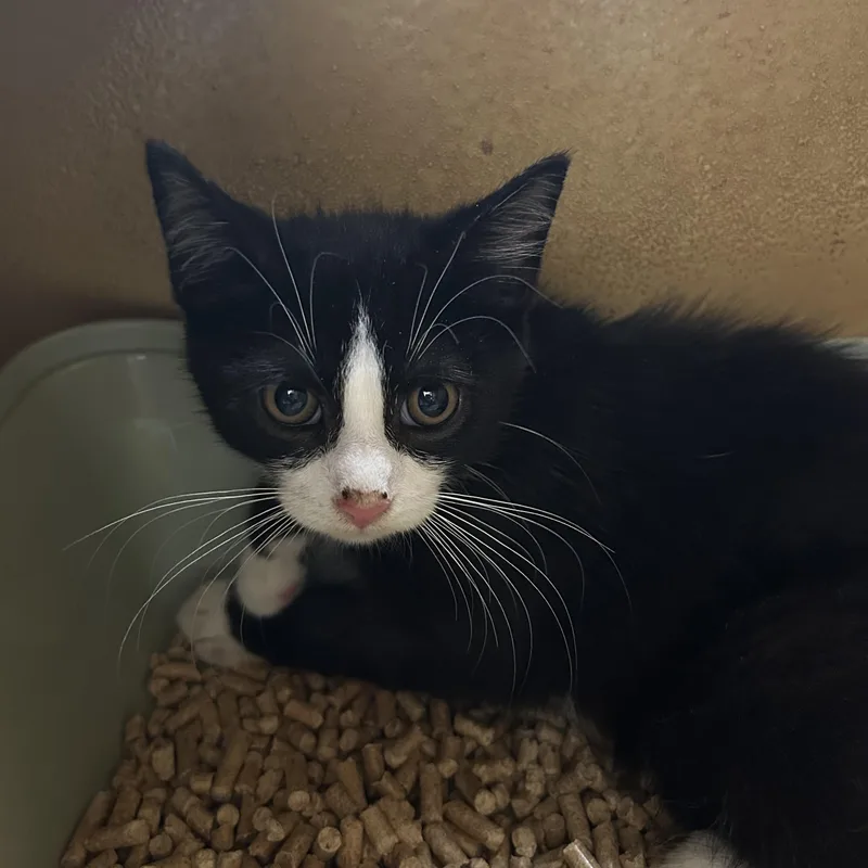 A baby large-sized male Black & White / Tuxedo Tuxedo cat named Vincent for adoption in Lambertville, NJ