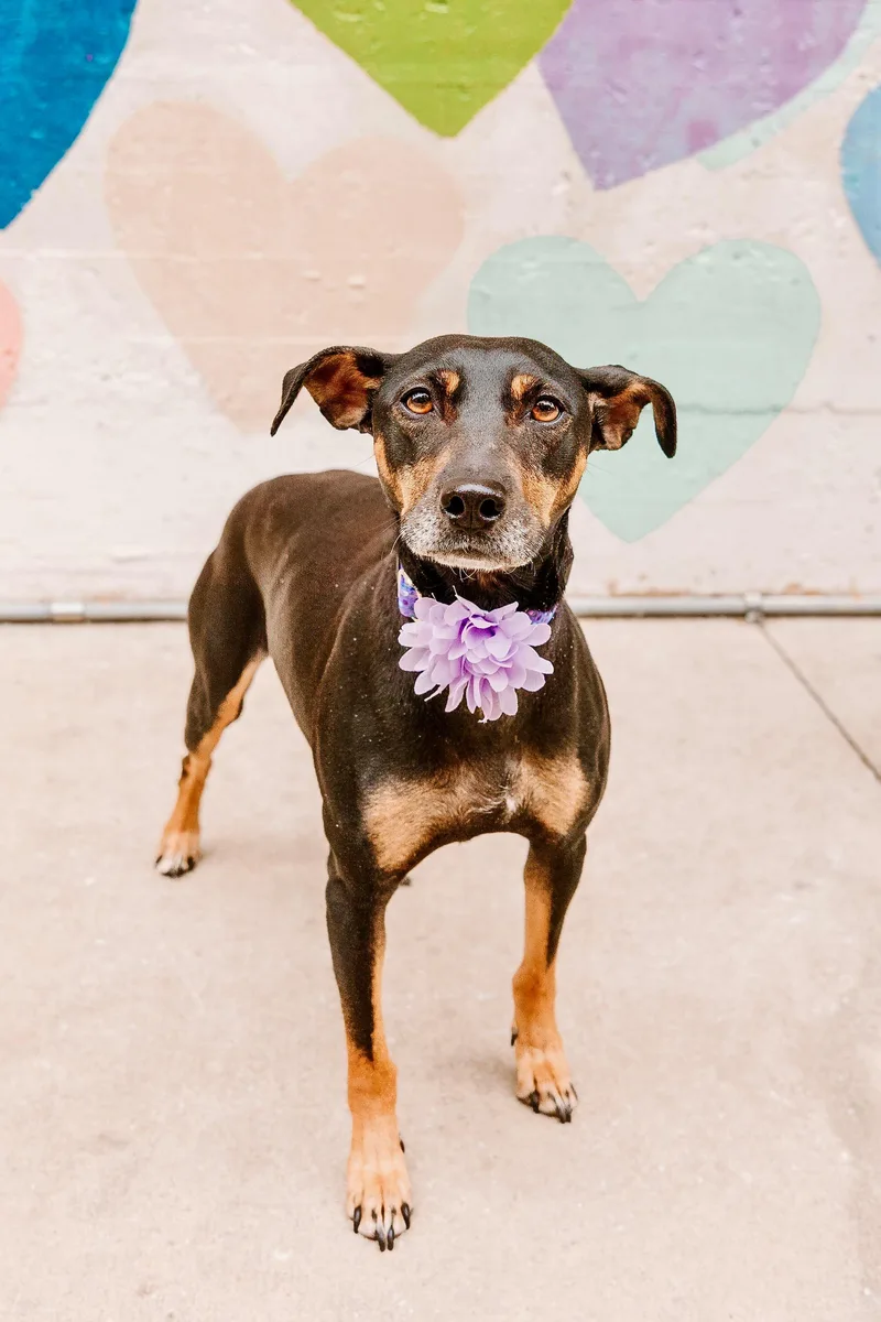 An adult small-sized female Black Miniature Pinscher dog named Bella for adoption in Waxhaw, NC