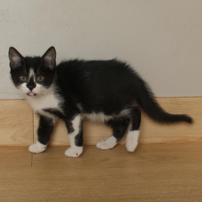 A baby small-sized male Black Domestic Short Hair cat named Stickbug C for adoption in Minnetonka, MN