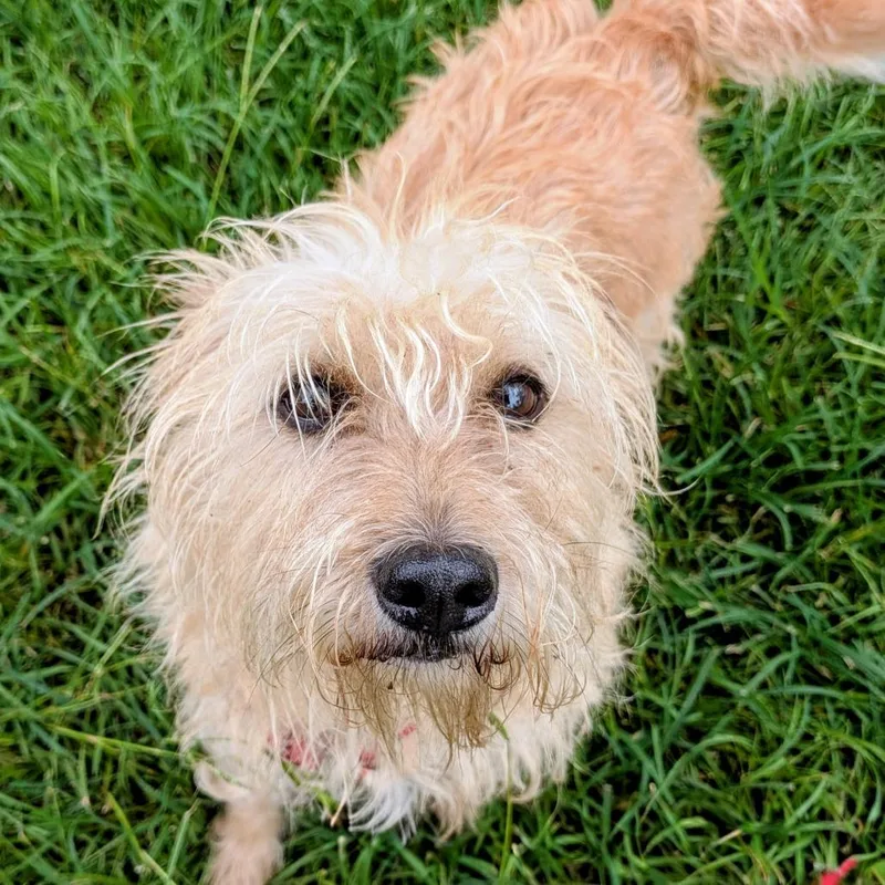 An adult small-sized female Yellow / Tan / Blond / Fawn Cairn Terrier dog named Emi Roe for adoption in Houston, TX