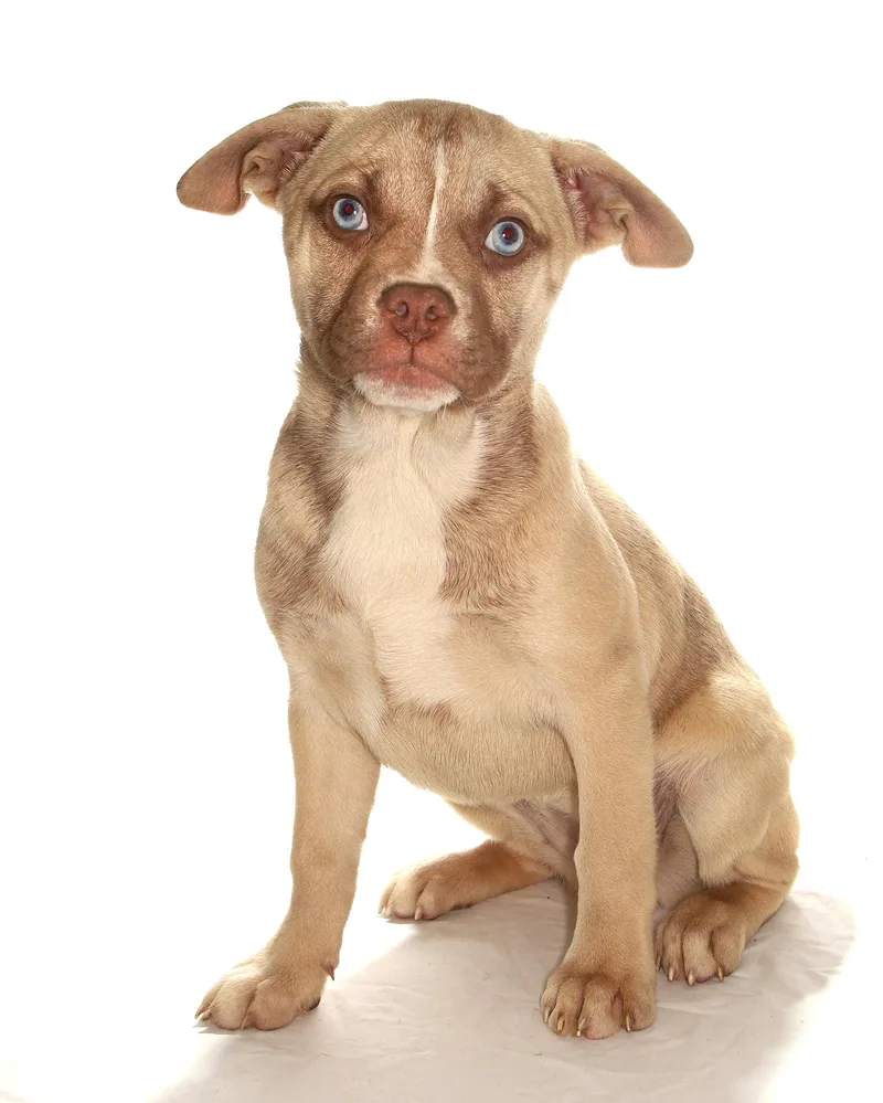 A baby large-sized female Husky dog named Serenity for adoption in Oakland Park, FL