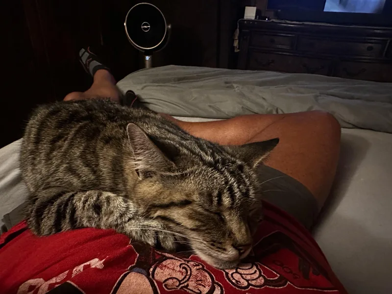 A senior medium-sized female Tabby (Brown / Chocolate) Domestic Short Hair cat named Emmy Lou for adoption in Fairfax, VA