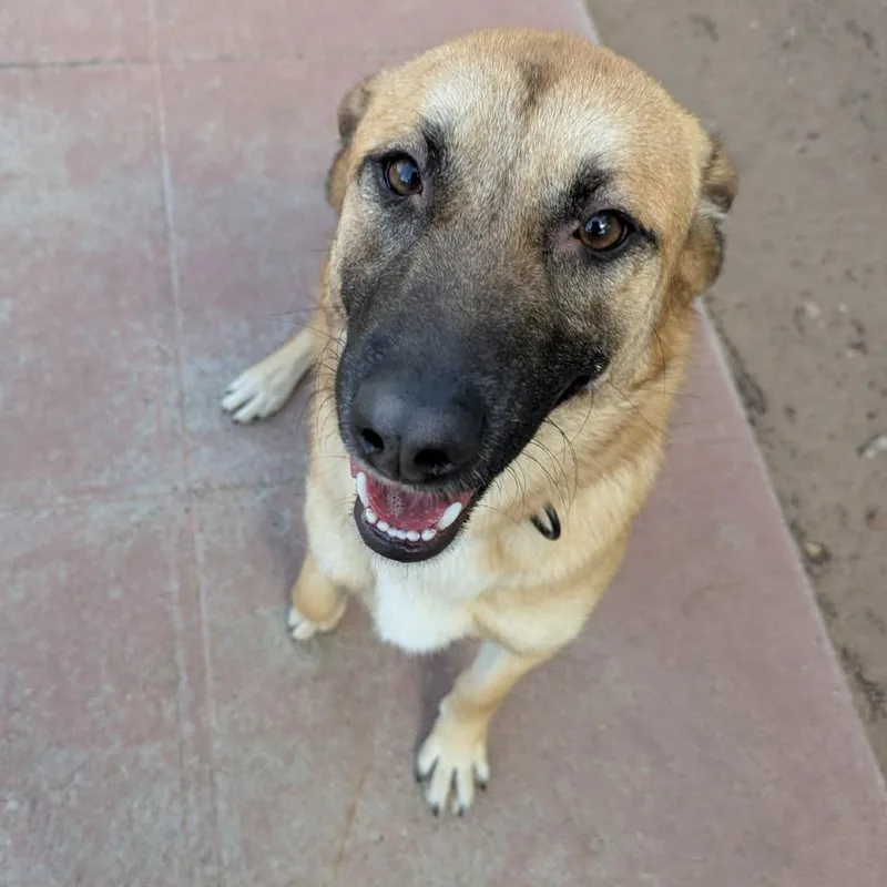 Moon Pie  Paws thumbnail 2