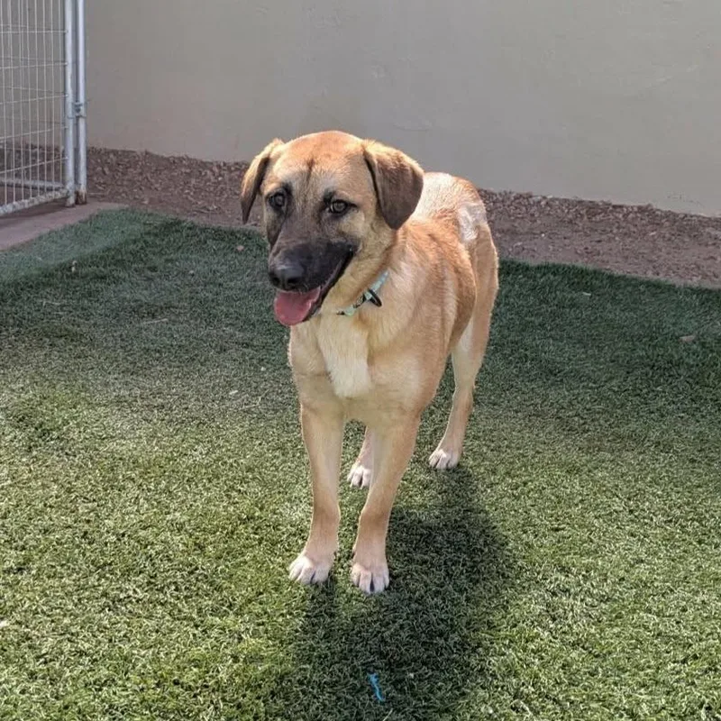 Moon Pie  Paws thumbnail 3