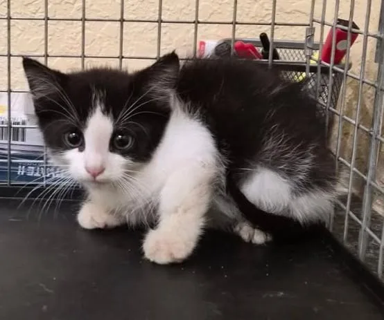 A baby small-sized male Domestic Short Hair cat named Jerry for adoption in Fort Myers, FL